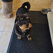Prince a rejoint le concours — aidez-le/la à gagner de superbes lots ! dog, black_dog, small_dog, pet, fur, cute, looking_up, indoors, mat, floor_tiles, water_bowl, wood_post, wall, animal, companion, domestic, adorable, standing, curly_tail, alert