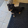 Prince participe au concours pour gagner de l'argent avec cette photo : dog, pet, black_dog, small_dog, scruffy, floor_tile, mat, door_mat, wooden_post, outdoor, curious, animal, companion, canine, fur, eyes, waiting, porch, texture, brown_tan