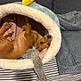 dog, brown_dog, pet_bed, plush_toy, blanket, striped_cushion, couch, indoor, cozy, relaxed, playful, canine, fur, animal, pet, home, resting, soft, comfort, curious