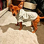 dog, puppy, hoodie, clothing, carpet, indoor, pet, small_dog, brown_dog, curious, ears_up, cozy, basket, shelf, floor, cute, young_dog, looking_at_camera, animal, domestic