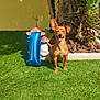 dog, balloon, number_one, grass, garden, mushrooms, sunlight, outdoor, plant, tree, decor, brown_dog, happy, pet, smiling, small_dog, yard, nature, celebration, sunny