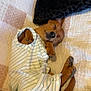 dog, sleeping, bed, quilt, pillow, brown_dog, pet, cozy, striped_shirt, fabric, resting, cute, animal, inside, relaxing, canine, paw, snug, comfort, domestic