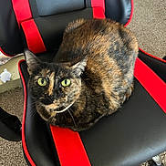 Nova is registered to the contest to win money with this photo: cat, tortoiseshell_cat, gaming_chair, black_leather, red_trim, green_eyes, loaf_pose, fur, whiskers, seat, carpet, indoor, pet, close_up, sitting, looking_up, comfortable, home_interior, toy_mouse, floor