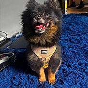 Pucci Hermès Rosa joined the competition — help win amazing prizes! dog, puppy, small_dog, fluffy, black_and_tan, happy, smiling, open_mouth, tongue_out, sitting, harness, pet_tag, paw_pendant, blue_carpet, indoor, portrait, close_up, adorable, animal, home