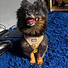 dog, puppy, small_dog, fluffy, black_and_tan, happy, smiling, open_mouth, tongue_out, sitting, harness, pet_tag, paw_pendant, blue_carpet, indoor, portrait, close_up, adorable, animal, home