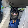 Pucci Hermès Rosa joined the competition — help win amazing prizes! dog, pomeranian, fluffy, black_and_tan, small_dog, sitting, car, vehicle, back_seat, pet, animal, portrait, smiling, open_mouth, tongue, pointy_ears, fur, paws, outdoor, road_trip