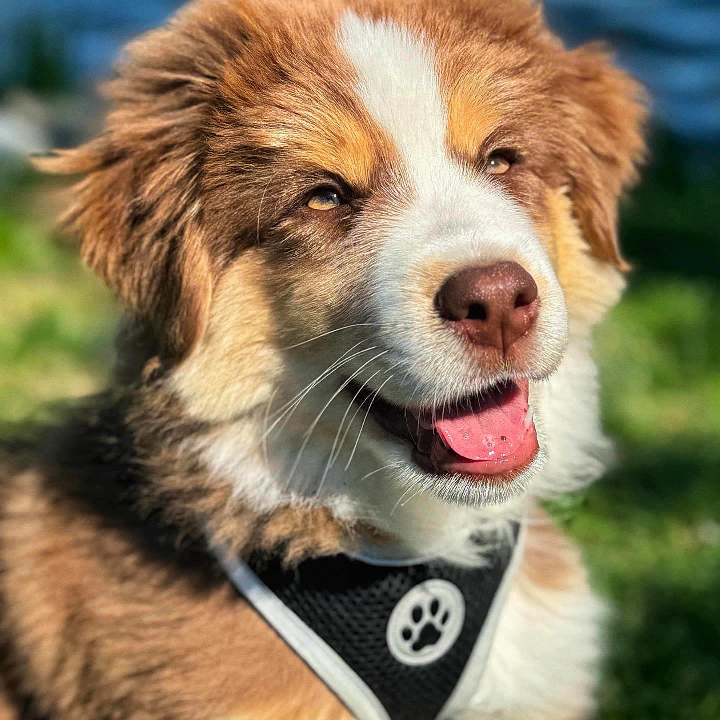 Gimli