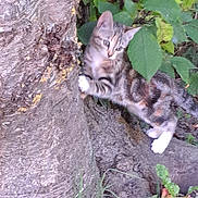 Azur participe au concours pour gagner de l'argent avec cette photo : kitten, cat, tree, grass, leaves, nature, outdoor, animal, young_animal, curious, climbing, scratching, fur, paw, wildlife, plant, trunk, branch, ground, greenery