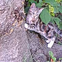 kitten, cat, tree, grass, leaves, nature, outdoor, animal, young_animal, curious, climbing, scratching, fur, paw, wildlife, plant, trunk, branch, ground, greenery