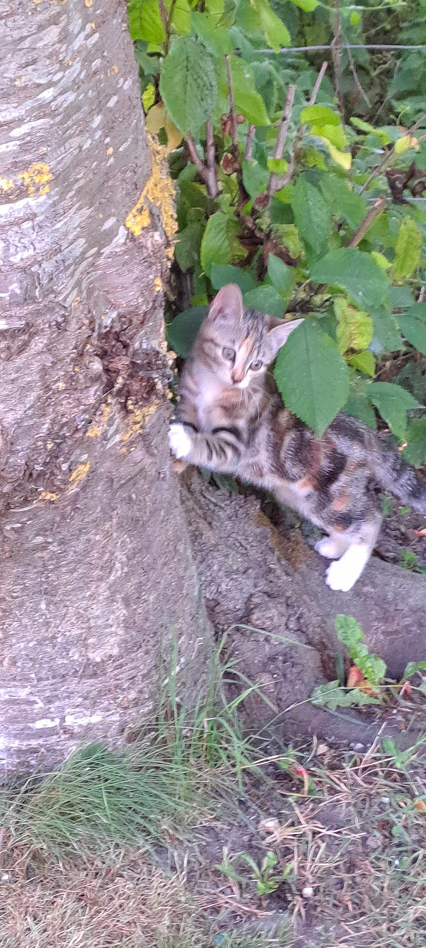 Azur participe au concours pour gagner de l'argent avec cette photo : kitten, cat, tree, grass, leaves, nature, outdoor, animal, young_animal, curious, climbing, scratching, fur, paw, wildlife, plant, trunk, branch, ground, greenery