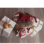 Iris Nolasco Chavez joined the competition — help win amazing prizes! baby, basket, dog, holiday, christmas, gift_box, wooden_floor, red_clothing, santa_hat, furry_blanket, festive, sleeping, pet, small_dog, indoors, cute, decorations, holiday_outfit, lying_down, present