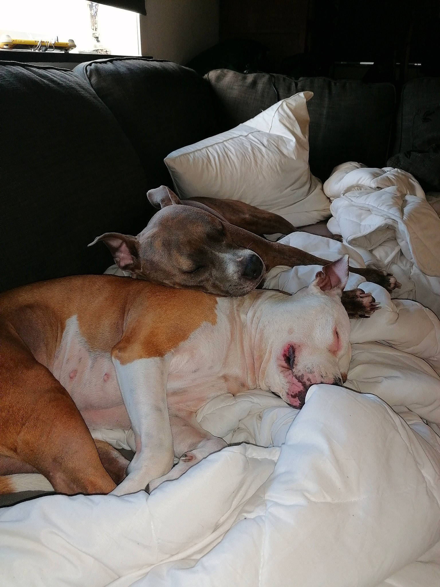 Leyka participe au concours pour gagner de l'argent avec cette photo : american_bulldog, american_pit_bull_terrier, american_staffordshire_terrier, bulldog, canidae, carnivore, companion_dog, dog, dog_breed, ear, fawn, mammal, nap, non_sporting_group, old_english_bulldog, olde_english_bulldogge, pit_bull, puppy, sleep, snout