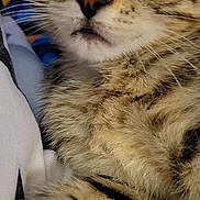 Prada joined the competition — help win amazing prizes! animal, blanket, cat, close_up, cozy, curious, cute, feline, fur, indoor, kitten, paw, pet, portrait, resting, soft, tabby, whiskers, yellow_eyes, young