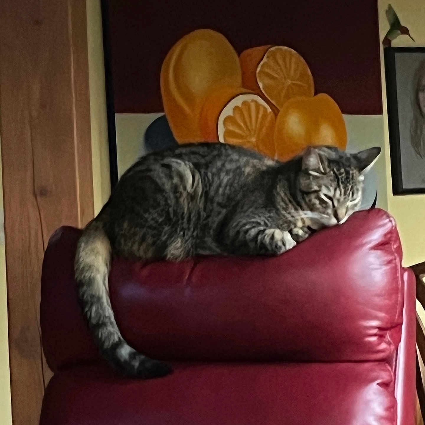 Cinnamin is registered to the contest to win money with this photo: animal, cat, chair, cozy, fruit_art, furniture, home, indoor, leather, oranges, painting, paws, pet, red, relaxing, resting, sleeping, tabby, tail, wall_art