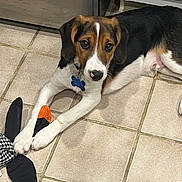 Pepper is registered to the contest to win money with this photo: dog, toy, floor, tile, black, white, orange, pet, animal, indoor, playful, cute, paws, collar, curious, lying_down, kitchen, fur, face, ears
