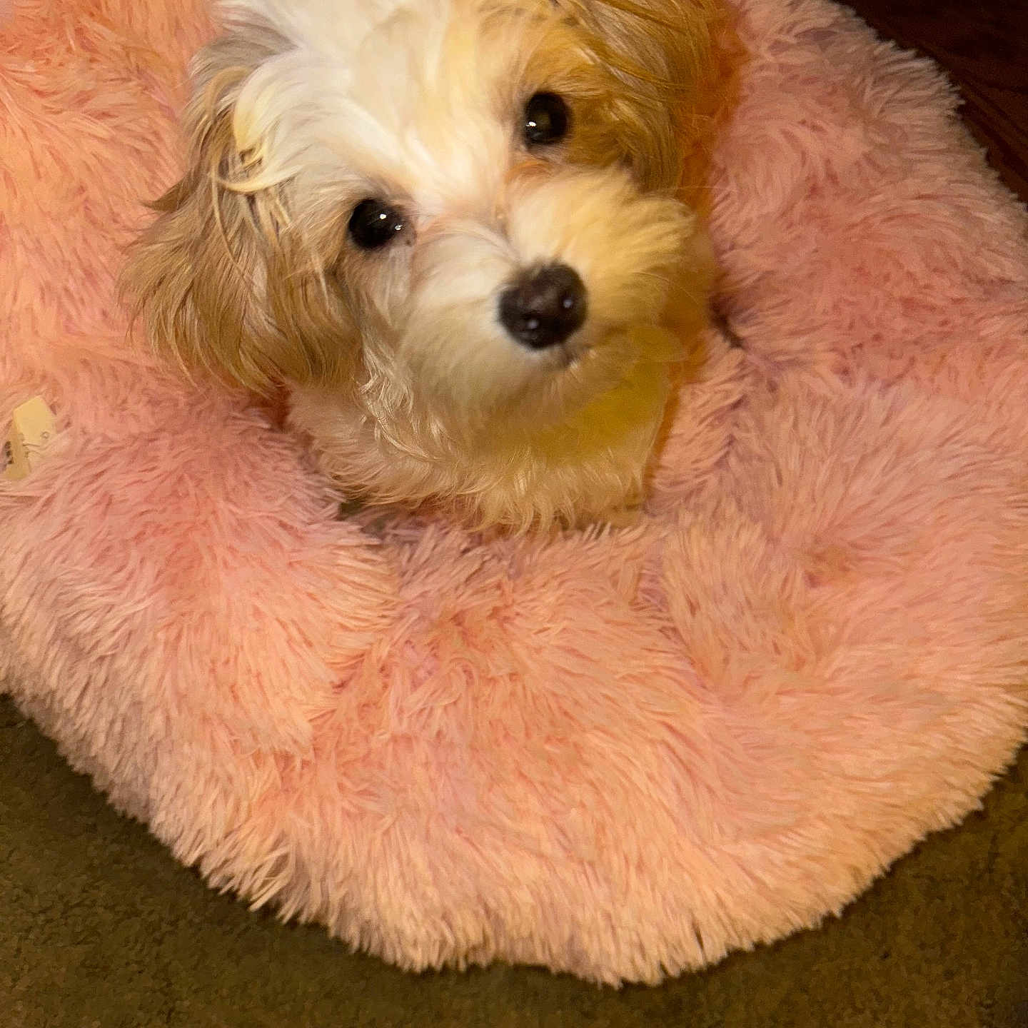 Skittles is registered to the contest to win money with this photo: animal, blanket, canine, clothing, cockerspaniel, dog, dogbed, eskimodog, fur, homedecor, hound, person, pet, poodle, puppy, sleeping, terrier, whitedog