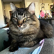 Kane joined the competition — help win amazing prizes! animal, blanket, cat, close_up, couch, domestic, ears, eyes, feline, fur, house, indoor, living_room, pet, portrait, relaxed, resting, tabby, tabby_cat, whiskers