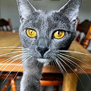 Annabelle joined the competition — help win amazing prizes! animal, cat, chair, close_up, curious, domestic_cat, ears, face, feline, fur, golden_eyes, gray_cat, indoor, looking_at_camera, pet, snout, table, whiskers, wooden_chair, wooden_table