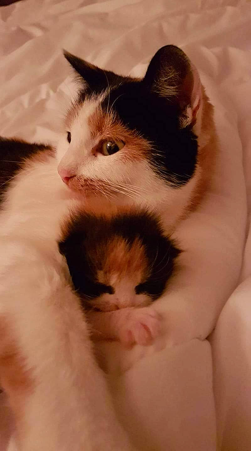 Fifille participe au concours pour gagner de l'argent avec cette photo : carnivore, cat, domestic_short_haired_cat, fawn, felidae, fur, gesture, iris, nose, paw, small_to_medium_sized_cats, snout, tail, whiskers