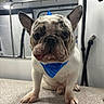 Yuki is registered to the contest to win money with this photo: french_bulldog, dog, pet, blue_bandana, party_hat, tongue_out, indoor, animal, cute, portrait, close_up, sitting, face, ears, snout, paw, table, background, lighting, playful