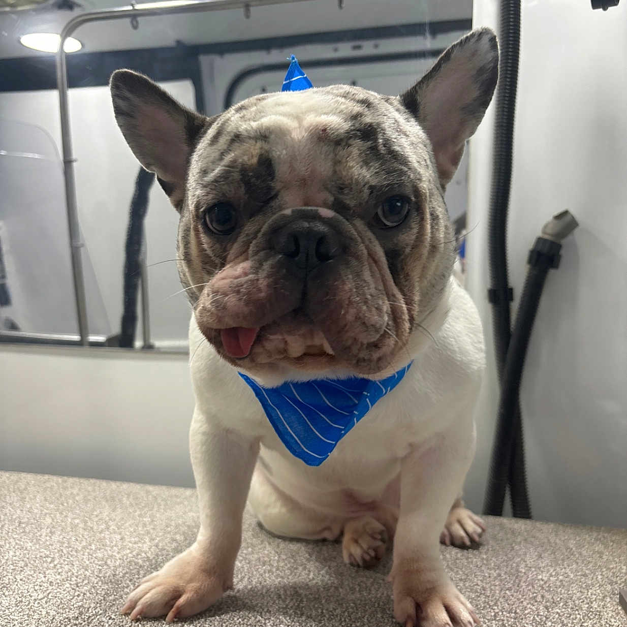 Yuki is registered to the contest to win money with this photo: french_bulldog, dog, pet, blue_bandana, party_hat, tongue_out, indoor, animal, cute, portrait, close_up, sitting, face, ears, snout, paw, table, background, lighting, playful