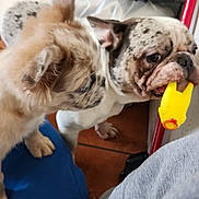 Yuki is registered to the contest to win money with this photo: dog, puppy, toy, indoor, playful, curious, brown, white, pet, animal, floor, person, clothing, casual, closeup, companion, friendship, cute, domestic, fun