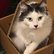 Prissy joined the competition — help win amazing prizes! animal, box, cardboard_box, cat, close_up, cozy, curious, cute, domestic, feline, fluffy, gray_fur, green_eyes, indoor, pet, portrait, sitting, soft, whiskers, white_fur