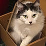 animal, box, cardboard_box, cat, close_up, cozy, curious, cute, domestic, feline, fluffy, gray_fur, green_eyes, indoor, pet, portrait, sitting, soft, whiskers, white_fur