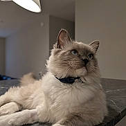 Biscuit joined the competition — help win amazing prizes! cat, long_hair, fluffy, blue_eyes, pet, feline, portrait, indoors, marble_counter, lamp, collar, lying_down, lounging, cream_fur, gray_markings, whiskers, ears, animal, home, close_up