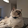 cat, long_hair, fluffy, blue_eyes, pet, feline, portrait, indoors, marble_counter, lamp, collar, lying_down, lounging, cream_fur, gray_markings, whiskers, ears, animal, home, close_up