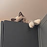 Biscuit is registered to the contest to win money with this photo: cat, kitten, fluffy, white_fur, blue_eyes, paws, peeking, cabinet, furniture, indoors, home, portrait, closeup, animal, adorable, curious, dramatic_pose, vertical_photo, wall, ceiling