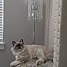 Biscuit is registered to the contest to win money with this photo: cat, fluffy, long_hair, blue_eyes, pet, animal, portrait, indoors, chandelier, glass_table, reflection, curtains, window, home_decor, elegant, white_fur, gray_markings, lounging, paws, photography
