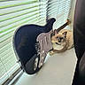 cat, guitar, electric_guitar, musical_instrument, pet, feline, fluffy, cream_colored, blue_eyes, sitting, indoors, window, blinds, windowsill, home, black_guitar, strings, frets, portrait, rock_star