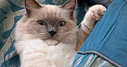 Biscuit joined the competition — help win amazing prizes! cat, fluffy, blue_eyes, pet, animal, feline, long_hair, white_fur, cream_fur, gray_face, paw, whiskers, ears, indoors, bed, blanket, pillow, cozy, closeup, portrait