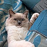 cat, fluffy, blue_eyes, pet, animal, feline, long_hair, white_fur, cream_fur, gray_face, paw, whiskers, ears, indoors, bed, blanket, pillow, cozy, closeup, portrait