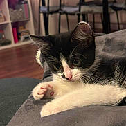 Athena joined the competition — help win amazing prizes! kitten, cat, black_and_white, pet, indoor, cozy, blanket, furniture, floor, curious, young, paw, whiskers, ears, resting, cute, soft, domestic, animal, home