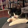 kitten, cat, black_and_white, pet, indoor, cozy, blanket, furniture, floor, curious, young, paw, whiskers, ears, resting, cute, soft, domestic, animal, home