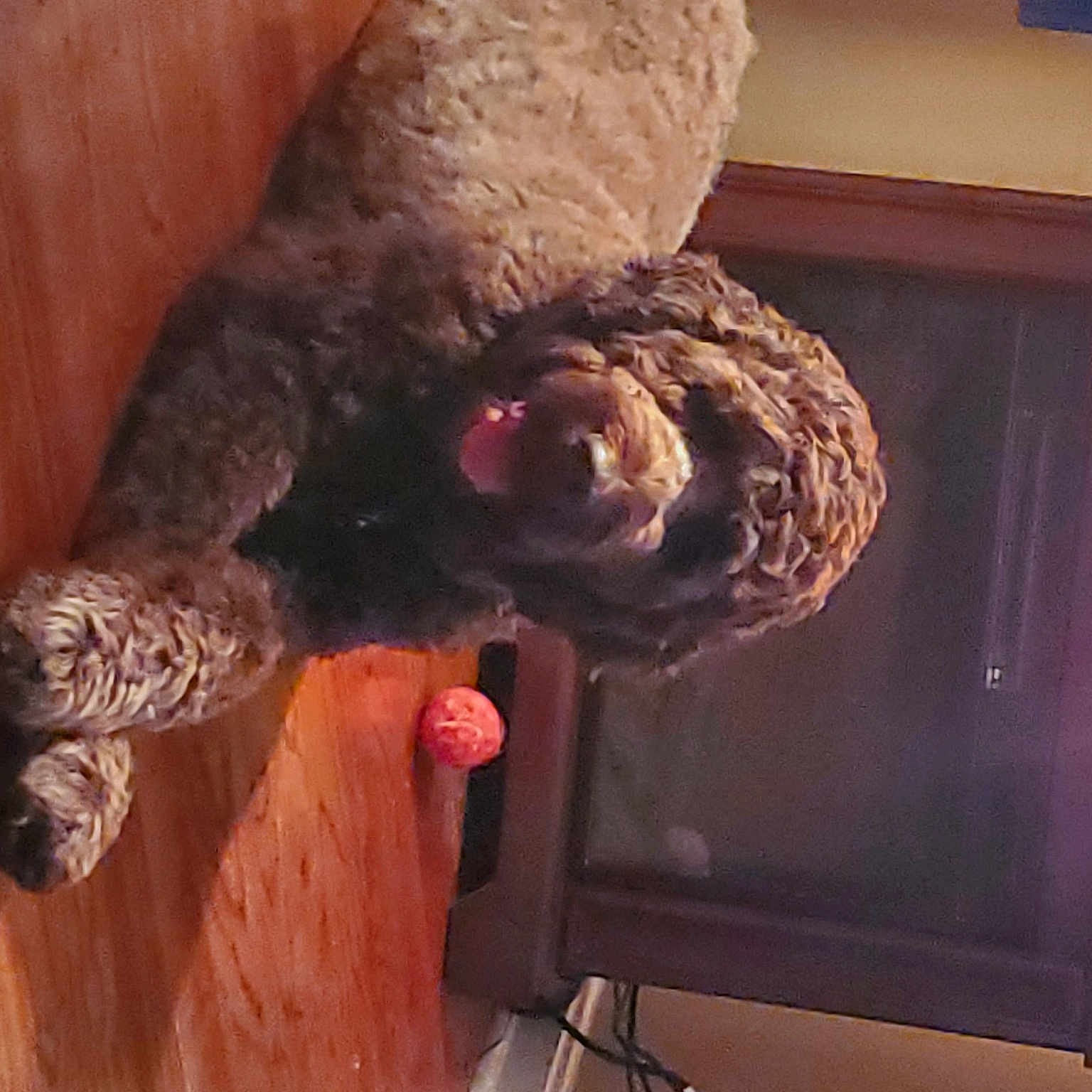 Coco is registered to the contest to win money with this photo: canidae, cockapoo, dog, goldendoodle, labradoodle, miniature_poodle, non_sporting_group, poodle, spanish_water_dog, sporting_group, standard_poodle, toy_poodle