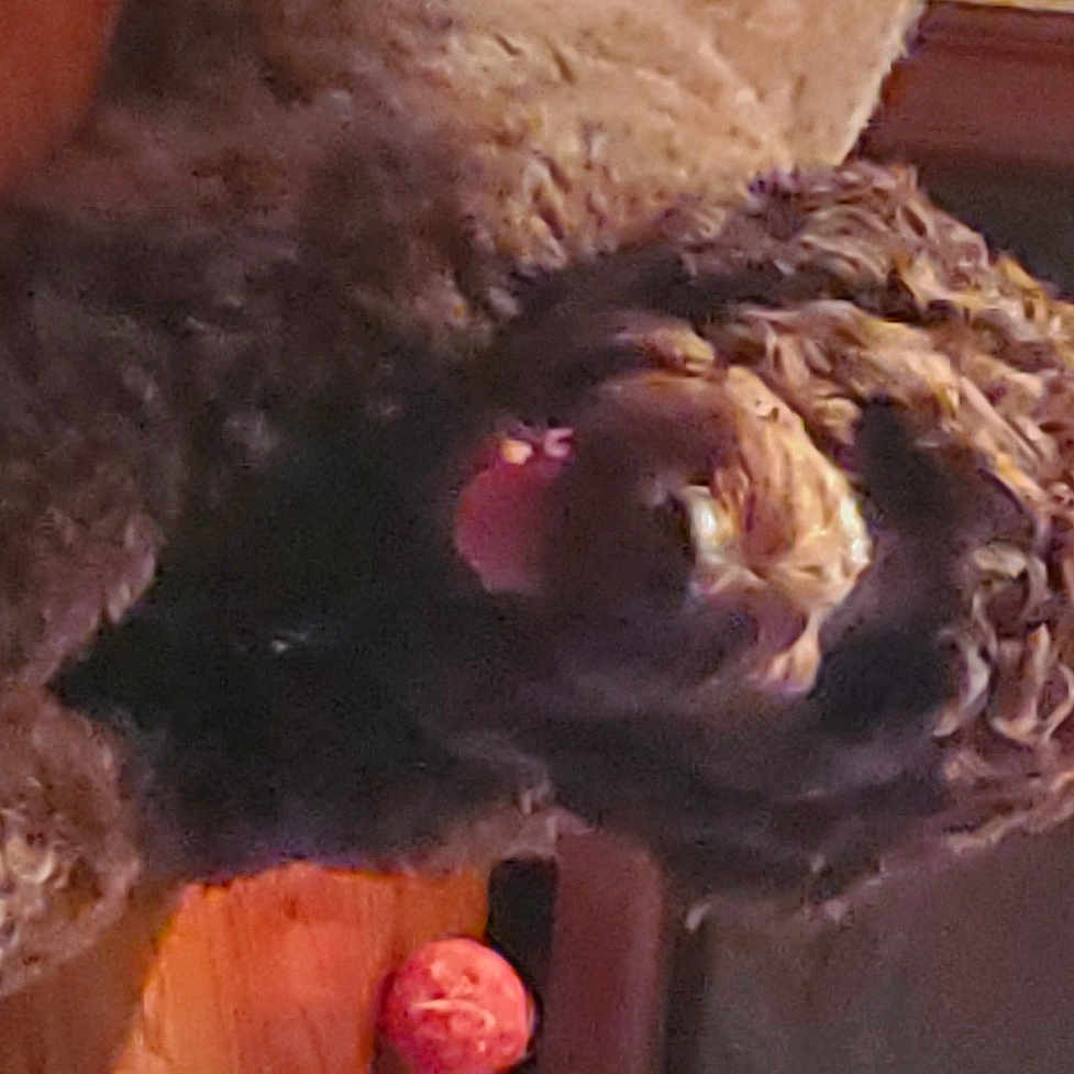 Coco joined the competition — help win amazing prizes! bird, spanish_water_dog