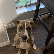 Mariah joined the competition — help win amazing prizes! animal, bulldog, canine, cat, chair, diningtable, dog, furniture, hardwood, homedecor, hound, indoors, interiordesign, pet, pitbull, plywood, puppy, table, window, wood