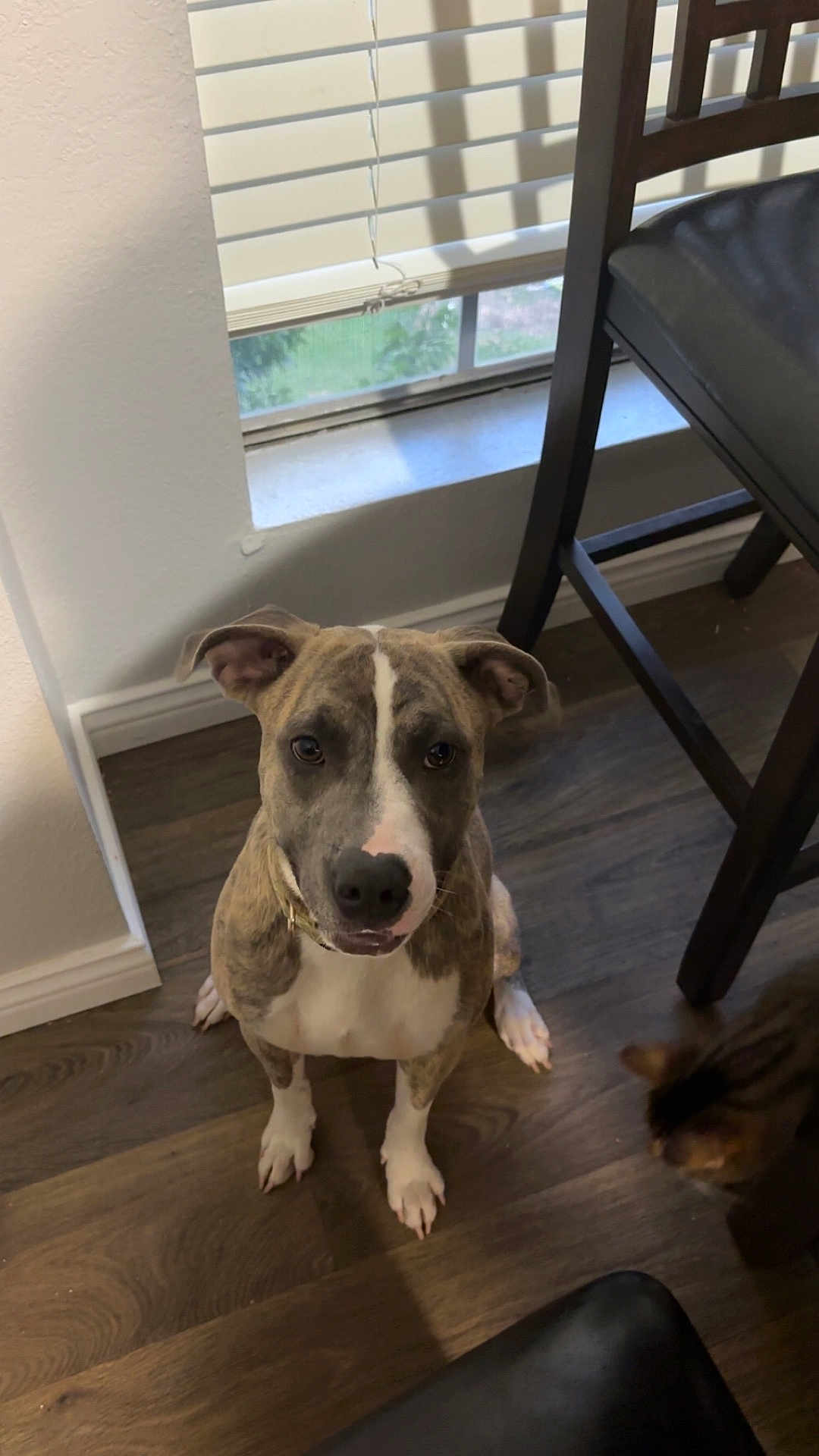 Mariah joined the competition — help win amazing prizes! animal, bulldog, canine, cat, chair, diningtable, dog, furniture, hardwood, homedecor, hound, indoors, interiordesign, pet, pitbull, plywood, puppy, table, window, wood