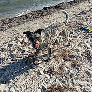 Pebbles is registered to the contest to win money with this photo: animal, beach, canine, curved_tail, daytime, dog, happy, nature, outdoor, pet, play, sand, seaweed, shoreline, sunlight, tire_tracks, tongue, toy, walking, water