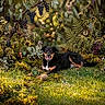 animal, canine, compass, dog, foliage, grapes, grass, greenery, happy, leaves, moss, nature, outdoor, plants, resting, sunlight, tennis_ball, vine, vintage, walking_stick