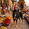architecture, black_dog, brown_dog, conversation, cultural, daytime, dog, historic, marigold_garlands, market, outdoor, people, piles_of_spices, spices, stone_building, street, traditional_clothing, urban, vibrant, walking