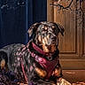 animal, black, brown, calm, canine, curtain, decorative, dog, domestic, floor, floral_pattern, harness, indoor, pet, portrait, purple_flowers, shadow, sitting, sunlight, wooden_door