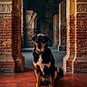animal, architecture, beauceron, black, brick_wall, brown, calm, canine, dog, hallway, historic, indoor, lighting, pet, pillar, portrait, shadow, sitting, tile_floor, watchful