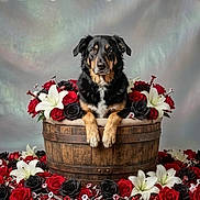 Rox a rejoint le concours — aidez-le/la à gagner de superbes lots ! dog, wooden_bucket, red_roses, black_roses, white_lilies, flowers, metal_screws, floral_arrangement, pet_portrait, studio_photo, animal, black_and_tan_dog, wood_texture, flower_bed, still_life, decor, cute_pet, animal_portrait, flower_petal, nature