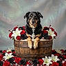 dog, wooden_bucket, red_roses, black_roses, white_lilies, flowers, metal_screws, floral_arrangement, pet_portrait, studio_photo, animal, black_and_tan_dog, wood_texture, flower_bed, still_life, decor, cute_pet, animal_portrait, flower_petal, nature
