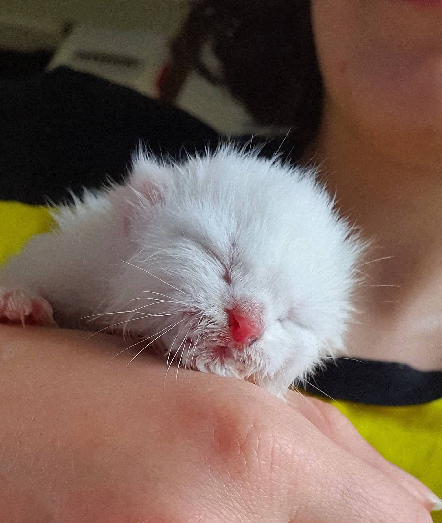 Mochi participe au concours pour gagner de l'argent avec cette photo : carmine, claw, close_up, comfort, companion_dog, fashion_accessory, felidae, flesh, foot, fur, hamster, human_leg, nail, paw, rodent, small_to_medium_sized_cats, snout, tail, thumb, whiskers