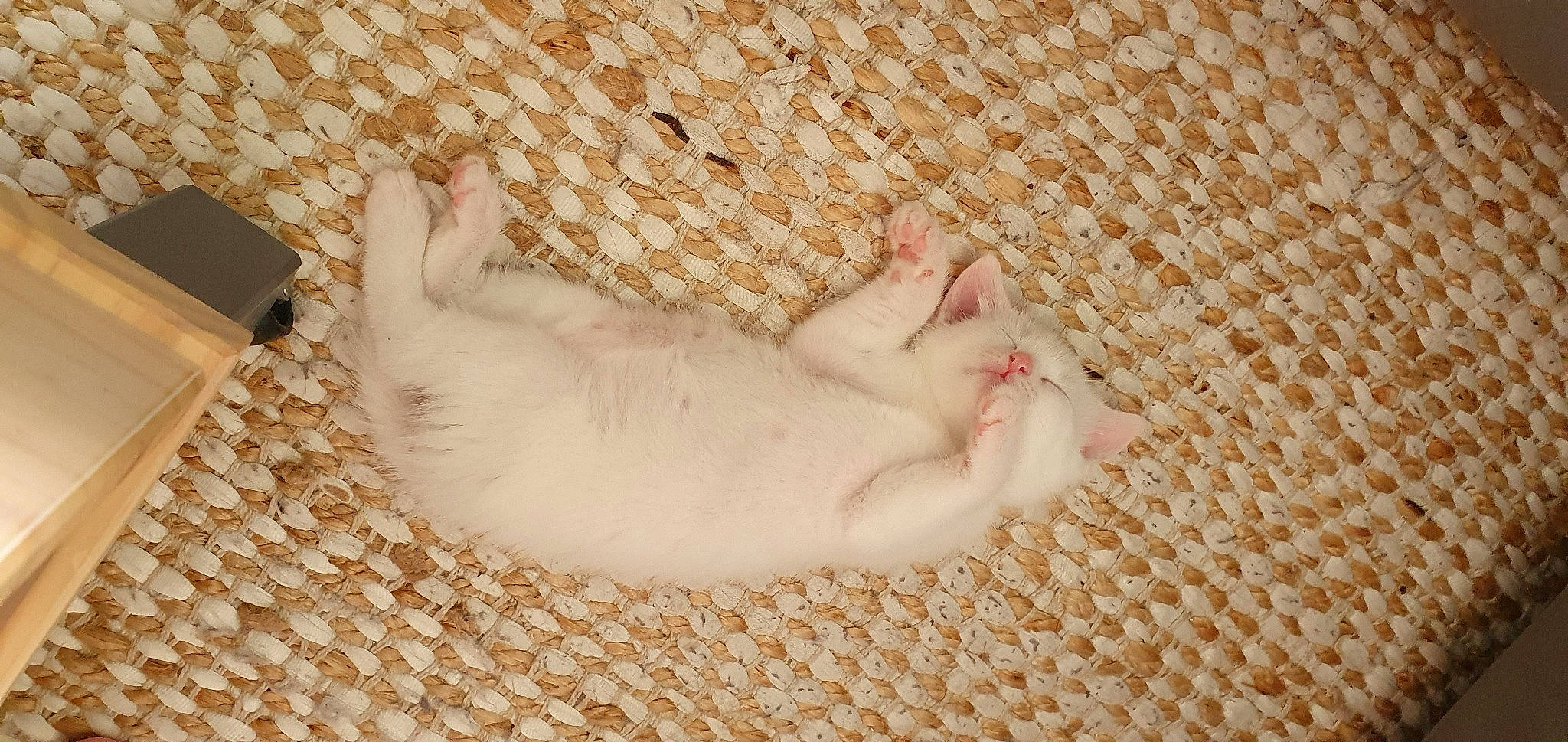 Mochi a rejoint le concours — aidez-le/la à gagner de superbes lots ! animal_shelter, canidae, carnivore, cat, claw, comfort, domestic_short_haired_cat, fawn, felidae, fur, linens, nap, paw, sleep, small_to_medium_sized_cats, snout, tail, terrestrial_animal, whiskers